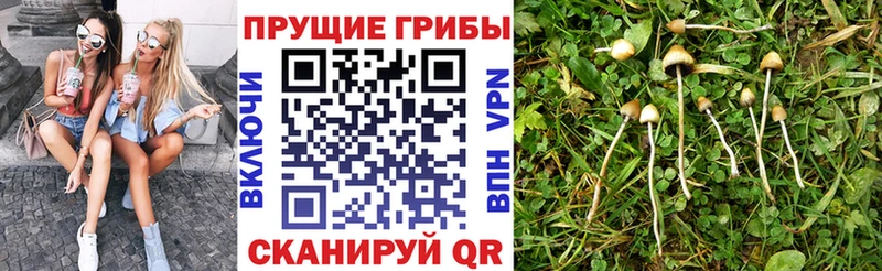 сколько стоит Красный Кут Псилоцибиновые грибы прущие грибы